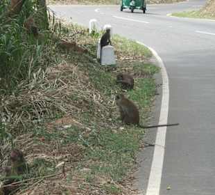 Affen an der Straße