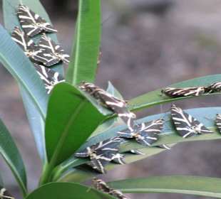 Im Schmetterlingstal