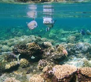 Igelfische - recht freundlich