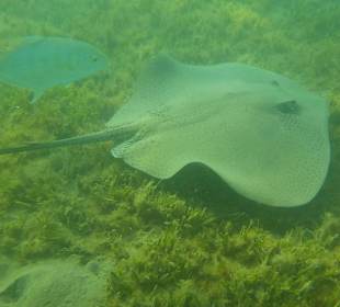 Leopardrochen auf der Seegraswiese