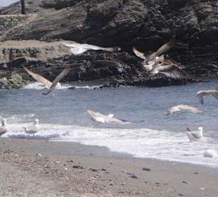 Playa del paseo del altillo