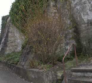 Evangelische Barbarakirche (Unterjesingen)