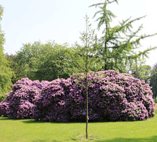 Schloss Dyck