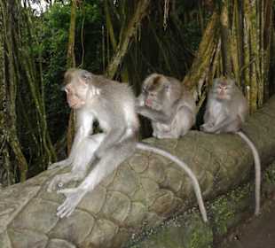 Monkey Forest