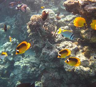Beim Schnorcheln am Riff