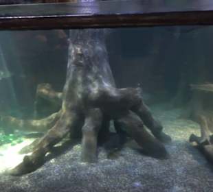 Sea Life