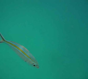 Fisch