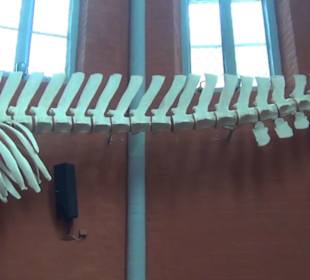 Meeresmuseum Stralsund