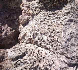 Versteinerungen im Fels am Strand