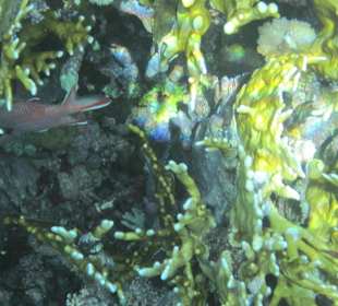 Unterwasserwelt am Tulip Resort