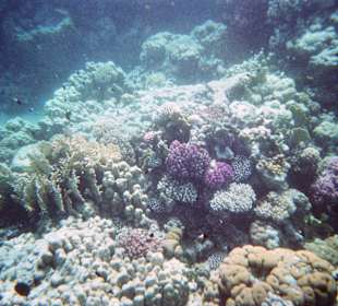 Eindruck vom Hausriff