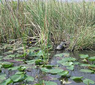 Ausflug in den Everglades
