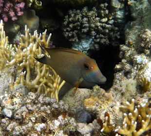 Längstreifen-Dokterfisch