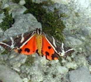 Tal der Schmetterlinge