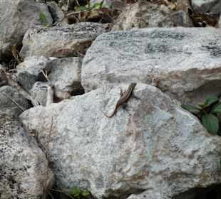 Selbst die kleinsten sind da