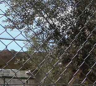 Malta Falconry Centre