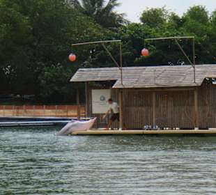 Pinke Delphine auf Sentosa