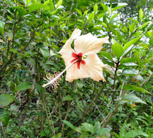 Poring Hot Springs - Schmetterlingsgarten