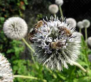 Rundgang durch den Botanischen Garten Oldenburg