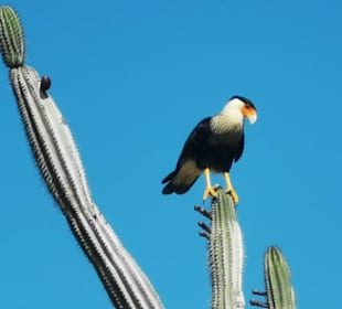 Washington Slagbaai Nationalpark