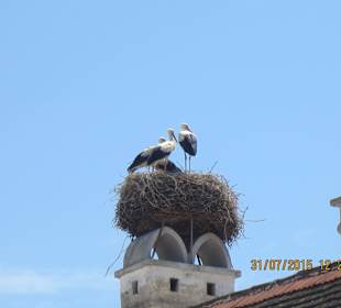 Storchenfamilie 