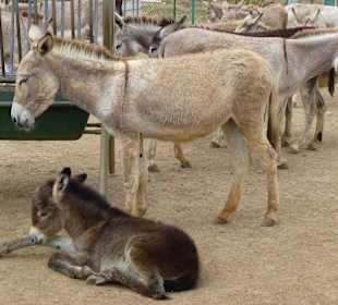 Pflegestation Jungtiere