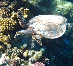 Schildkröte am Hausriff