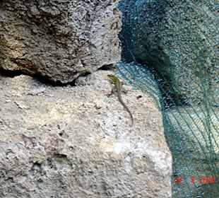 Krka-Nationalpark Bild 3