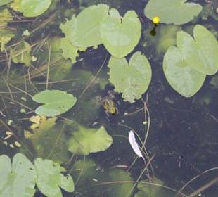 Frösche zwischen den Seerosen