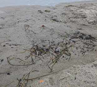 Strand in Zingst mit Meerblick 