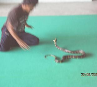 Snake Show