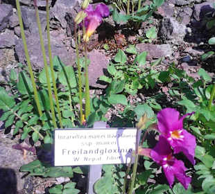 Wunderbare Freilandgloxinie