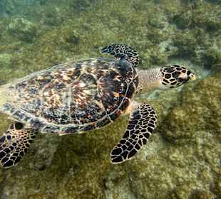 Schildkröte