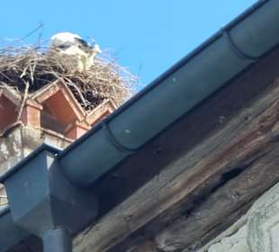 Mit Storchennest