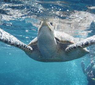 Schildkröte: Gesehen beim Tauchen vom Boot.