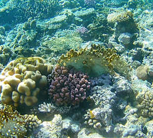 Schnorcheln Hurghada