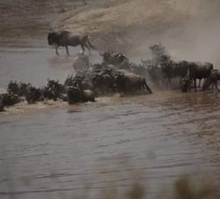 Gnus beim Crossing