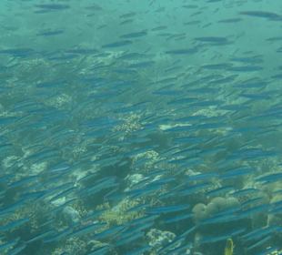 Schnorcheln in Hurghada