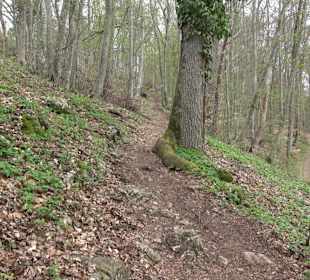Biotop Knoblauchfelsen