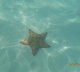 Ausflug Isla Saona. Riesen Seestern
