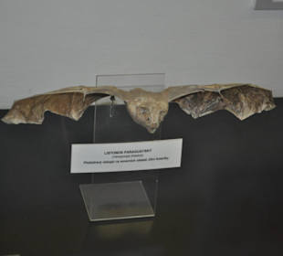 Národní muzeum