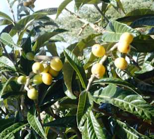 Jardim de São Martinho