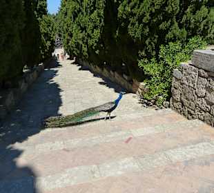 Und wenn was komisch schreit, es sind die Pfauen