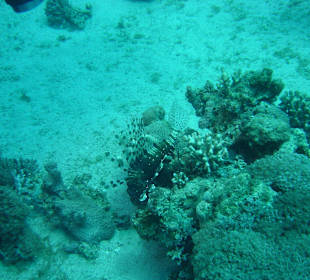 Vue sous marine