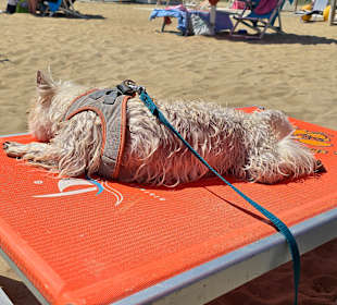 Hund bekommt eigene Liege