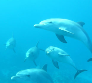 16 Delfine ganz nah