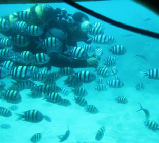 Taucher mit Begleitung