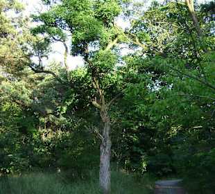 Zakład dla Nerwowo i Psychicznie Chorych Żydów Zofiówka