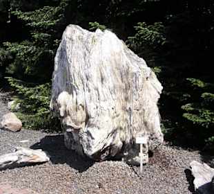 Ein versteinerter Baumstumpf