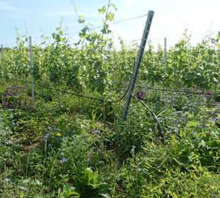 Escherndorf: Eindrücke einer Weinbergeswanderung
